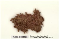 藏品(紅葉泥炭苔)的圖片